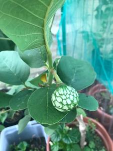 utils/thumbs/Annonaceae/Annona_Z7qPyyT9uF3KpmDZjJ5pxn.jpg