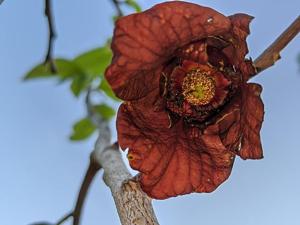 utils/thumbs/Annonaceae/Asimina_NpULPbUyqKiPvJEqYUHTpF.jpg