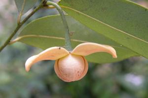 Sphaerocoryne lefevrei