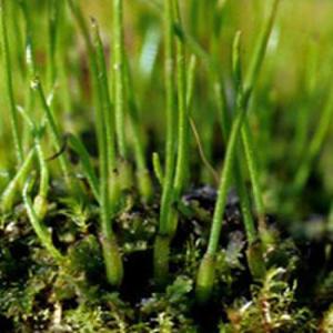utils/thumbs/Anthocerotaceae/Anthoceros_2DZPgjVnb6GMrk8Ci9G7ab.jpg