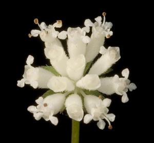 utils/thumbs/Apiaceae/Actinotus_WDLwPF24y4UcXkrrn9NHdH.jpg