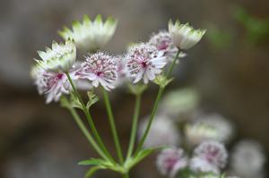 Astrantia major