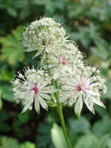 Astrantia major