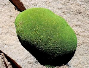 Azorella compacta