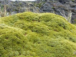 utils/thumbs/Apiaceae/Azorella_kAQLGeQ3E9oee4VmgLD3rV.JPG