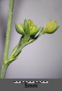 Bupleurum tenuissimum