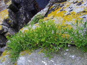 Crithmum maritimum