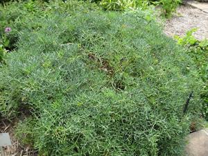 Crithmum maritimum