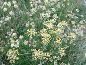 utils/thumbs/Apiaceae/Dichoropetalum_g4uqaSReN3SNkhMo7HC8Jg.jpg