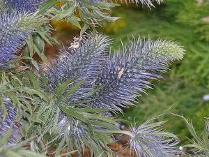 Eryngium planum