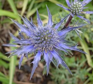 Eryngium bourgatii