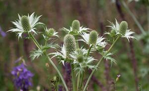 Eryngium giganteum
