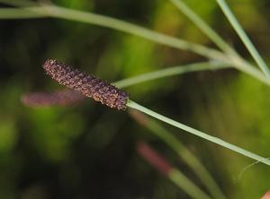 Eryngium ebracteatum
