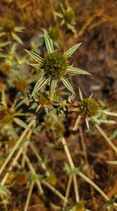 Eryngium campestre