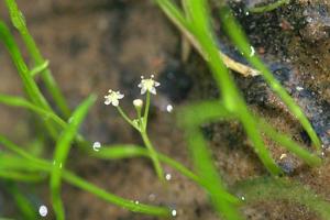 utils/thumbs/Apiaceae/Lilaeopsis_Ei3PxRara4iEdbFyYqVayh.jpg