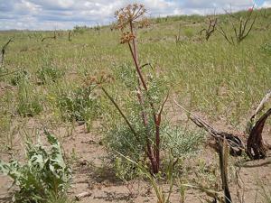 Lomatium dissectum