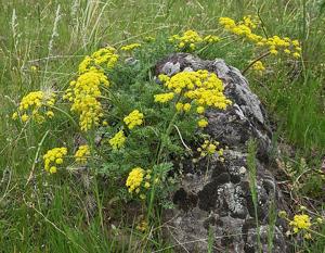 utils/thumbs/Apiaceae/Lomatium_FS4J2BwSyEhn5jyTdA2oLK.jpg