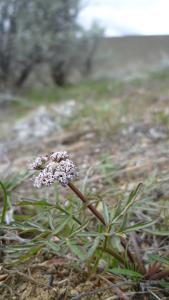 Lomatium geyeri