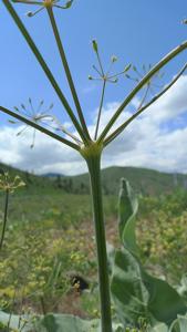 Lomatium nudicaule