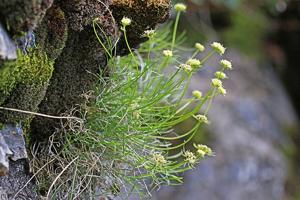 utils/thumbs/Apiaceae/Musineon_fQ4ogEE2uc45aBLDb6y69n.jpg