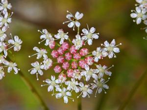 Peucedanum cervaria