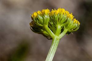 Podistera eastwoodiae