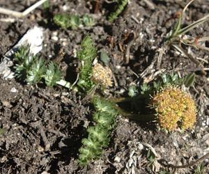 Podistera eastwoodiae