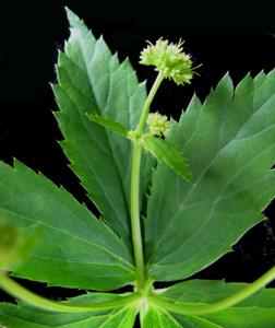 Sanicula marilandica