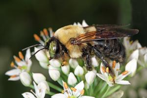 Xylocopa virginica