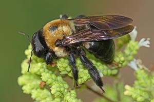 Xylocopa virginica