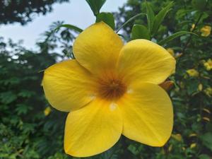 utils/thumbs/Apocynaceae/Allamanda_JNN9KjBBCLeE3Yv3SgoF78.jpg