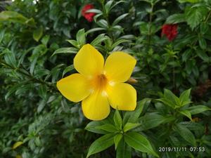 utils/thumbs/Apocynaceae/Allamanda_ZPP8Rpg5wBACRSq6CgrgA7.jpg