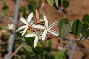 utils/thumbs/Apocynaceae/Ancylobothrys_3FxAiESGc45ygJapyJ8LVQ.jpg