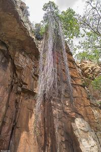 Ancylobothrys capensis