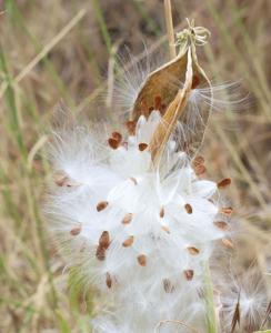 Asclepias asperula
