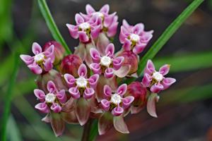 Asclepias michauxii