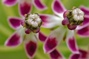 Asclepias longifolia