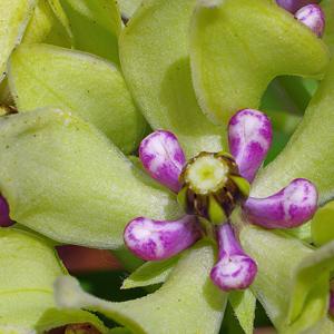Asclepias viridis