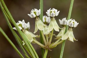 Asclepias subverticillata