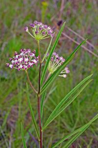 Asclepias longifolia
