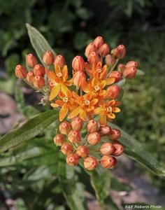 Asclepias tuberosa