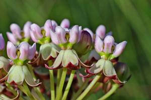 Asclepias michauxii