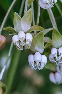 Asclepias exaltata