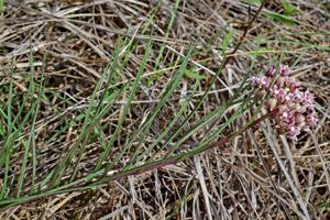 Asclepias michauxii