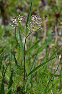 Asclepias longifolia