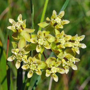 Asclepias viridula