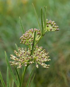Asclepias hirtella