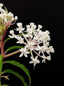 Asclepias perennis