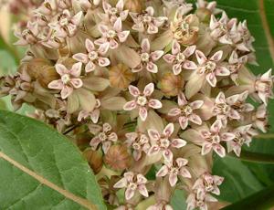 Asclepias syriaca