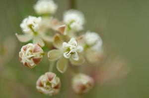 Asclepias verticillata